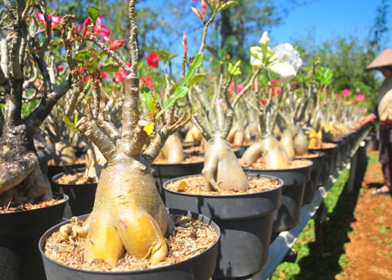 Nusabali.com - budi-daya-tanaman-bonsai-adenium