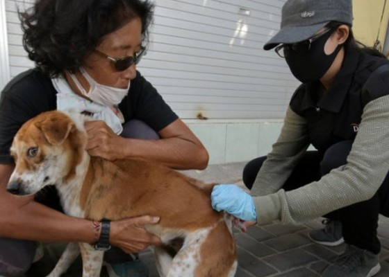 Nusabali.com - anjing-positif-rabies-di-denpasar-jadi-11-ekor