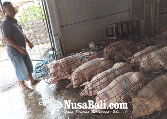 Nusabali.com - peternak-berharap-galungan-bisa-dongkrak-harga-babi