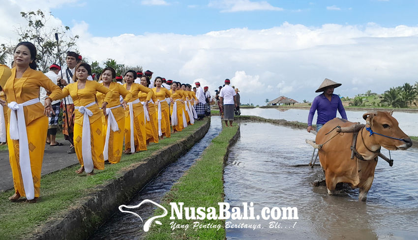 www.nusabali.com-tradisi-kuno-ngoncang-dan-matekap-meriahkan-festival-jatiluwih