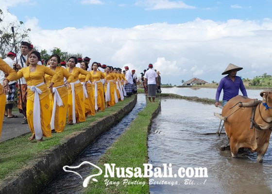 Nusabali.com - tradisi-kuno-ngoncang-dan-matekap-meriahkan-festival-jatiluwih