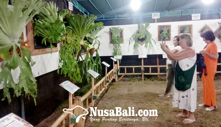 www.nusabali.com-tanaman-simbar-menjangan-curi-perhatian-pengunjung