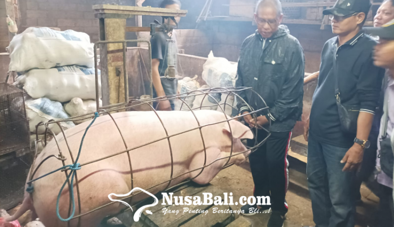 www.nusabali.com-gupbi-dambakan-peran-aktif-pemerintah-untuk-industri-peternakan-babi
