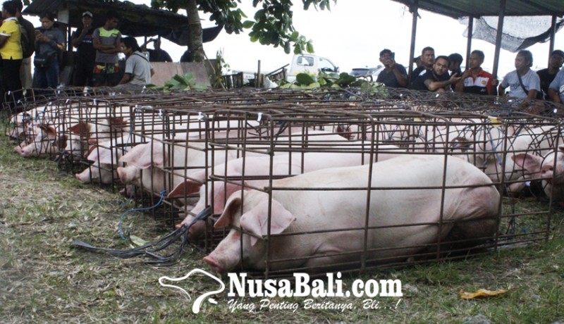 www.nusabali.com-disperpa-badung-akui-peternakan-babi-dalam-kondisi-sulit