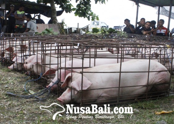 Nusabali.com - disperpa-badung-akui-peternakan-babi-dalam-kondisi-sulit