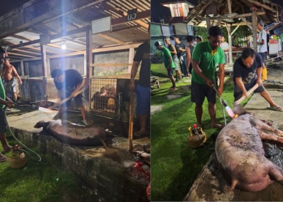 Nusabali.com - rutan-negara-lakukan-tradisi-mepatung-wbp-pokja-kebagian-3-kilogram-daging-babi
