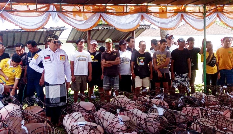 www.nusabali.com-berbagi-di-hari-raya-galungan-suyasa-gelontor-12-ton-daging-babi