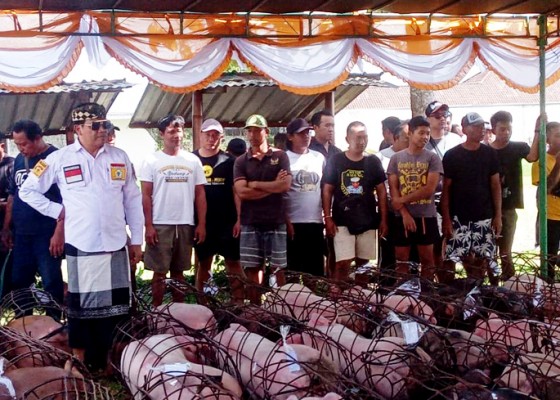 Nusabali.com - berbagi-di-hari-raya-galungan-suyasa-gelontor-12-ton-daging-babi