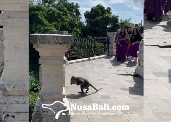 Nusabali.com - monyet-nakal-di-uluwatu-dapat-perhatian-dari-desa-adat-pecatu