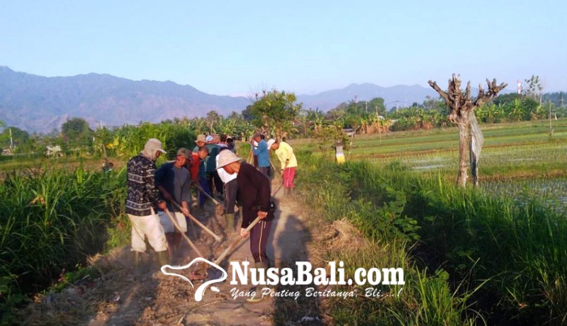 www.nusabali.com-subak-dan-kelompok-tani-dibantu-jalan-pertanian
