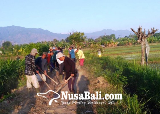 Nusabali.com - subak-dan-kelompok-tani-dibantu-jalan-pertanian