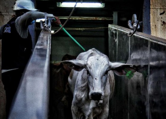 Nusabali.com - pemerintah-diminta-tidak-impor-sapi-dari-afsel-india
