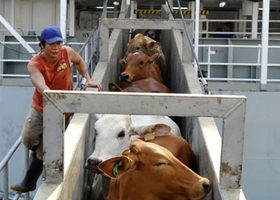 Nusabali.com - pengawasan-sapi-impor-australia-diperketat