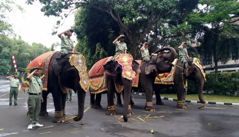 www.nusabali.com-apel-17-agustus-di-taman-safari-libatkan-gajah