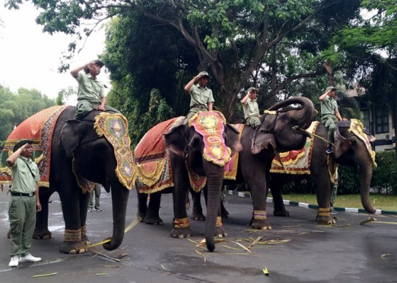 Nusabali.com - apel-17-agustus-di-taman-safari-libatkan-gajah