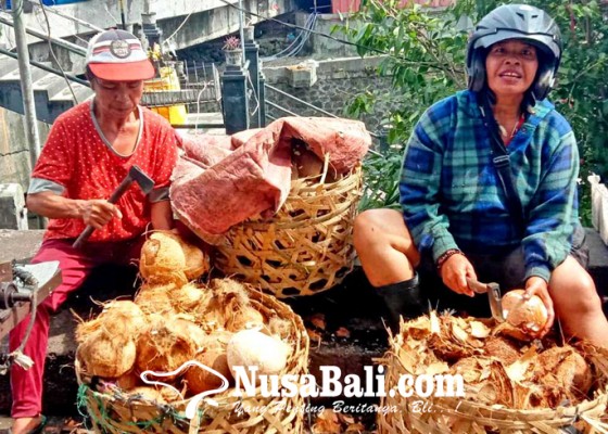 Nusabali.com - menguliti-batok-batok-kelapa
