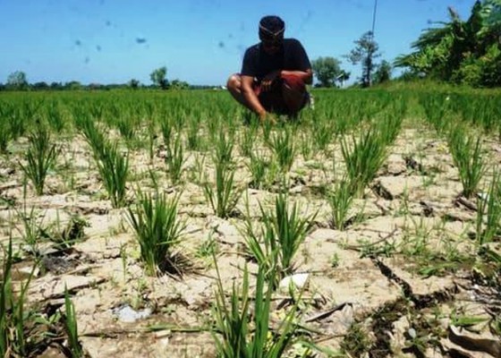 Nusabali.com - petani-diminta-ajukan-proposal-untuk-bantuan-gagal-panen