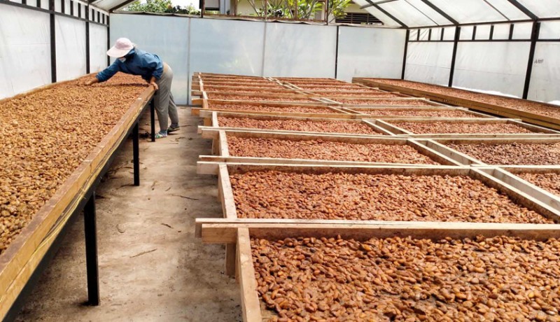www.nusabali.com-lima-bulan-ekspor-kakao-bali-kosong