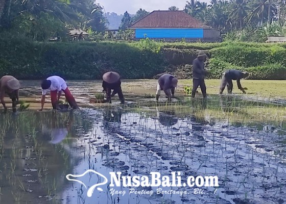 Nusabali.com - bangli-belum-penuhi-kebutuhan-beras