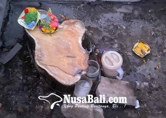 Nusabali.com - batang-pohon-terus-keluarkan-air-dipercaya-sebagai-tamba
