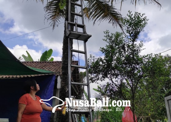 Nusabali.com - kreatif-warga-bangli-bikin-tangga-lift-untuk-naik-pohon-kelapa