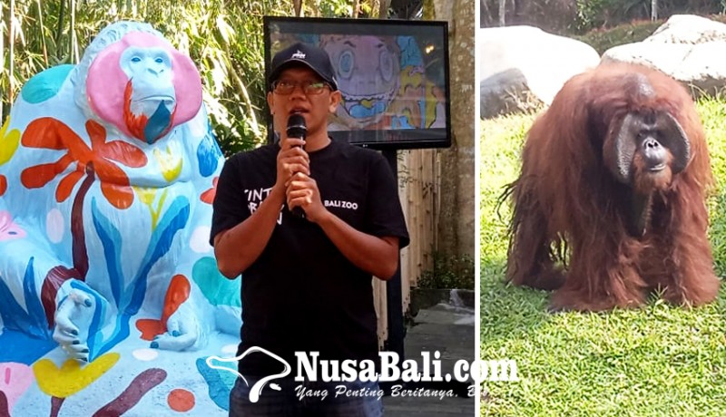 www.nusabali.com-orang-utan-tertua-di-indonesia-rayakan-ultah