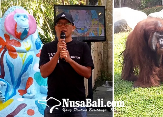 Nusabali.com - orang-utan-tertua-di-indonesia-rayakan-ultah