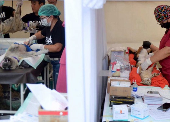 Nusabali.com - 72-persen-hpr-telah-dapatkan-vaksinasi-rabies