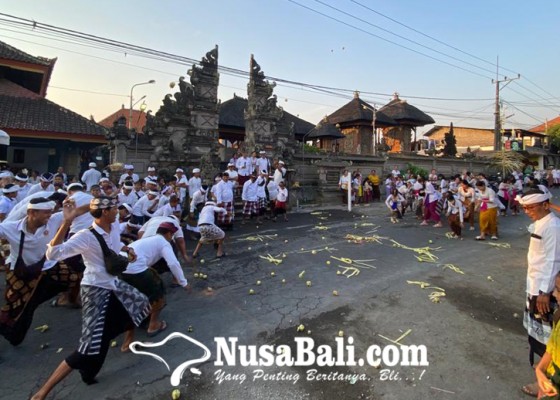 Nusabali.com - unik-tradisi-perang-gandu-setiap-tumpek-uye-di-desa-adat-tumbak-bayuh