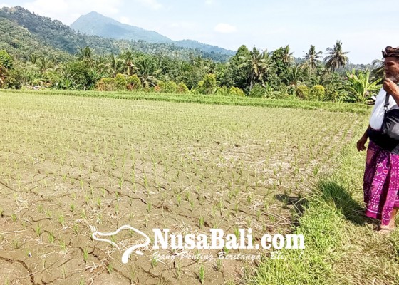 Nusabali.com - lima-hektare-lahan-padi-di-buleleng-puso