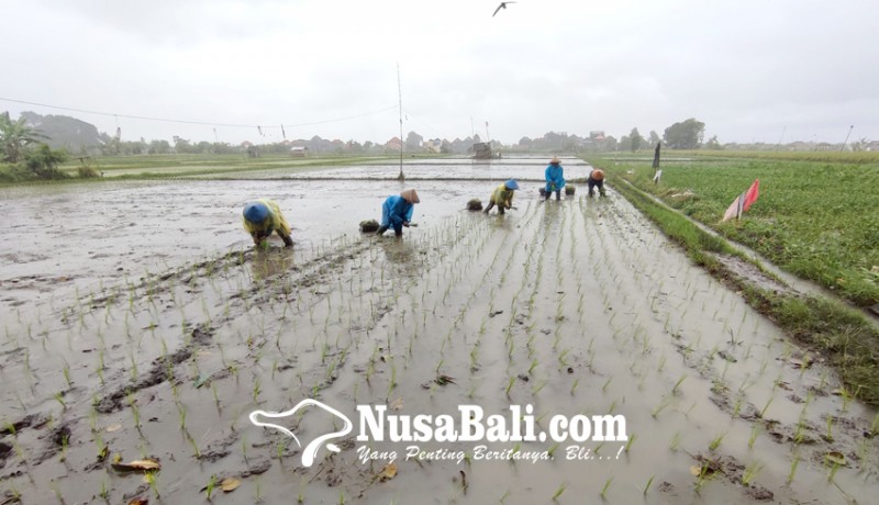 www.nusabali.com-petani-di-kota-denpasar-akan-diikutsertakan-bpjs-ketenagakerjaan