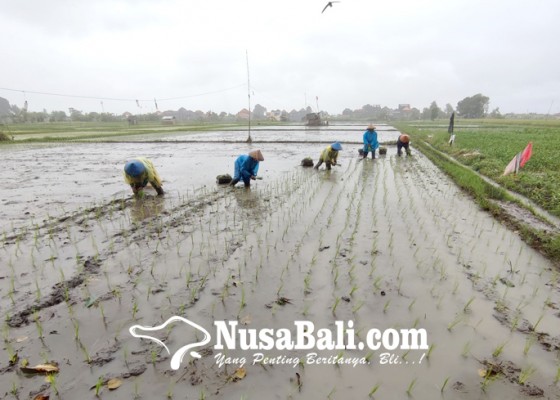Nusabali.com - petani-di-kota-denpasar-akan-diikutsertakan-bpjs-ketenagakerjaan