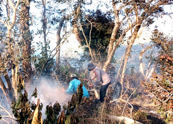 Nusabali.com - hutan-desa-pinggan-terbakar