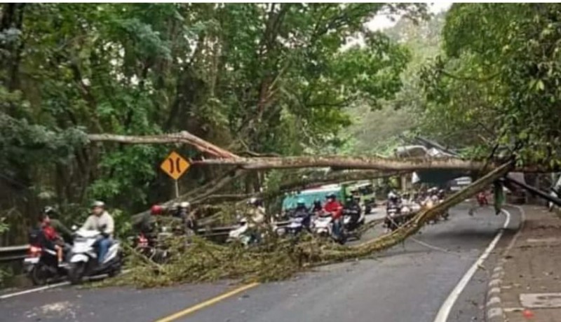 www.nusabali.com-pohon-tumbang-di-jalur-denpasar-gilimanuk-5-orang-luka-kemacetan-18-kilometer