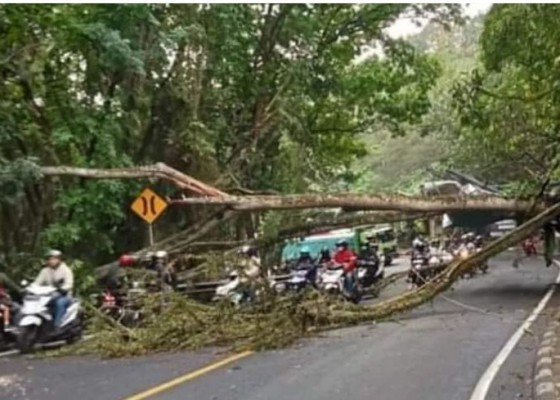 Nusabali.com - pohon-tumbang-di-jalur-denpasar-gilimanuk-5-orang-luka-kemacetan-18-kilometer