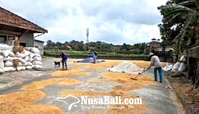 www.nusabali.com-harga-beras-di-klungkung-rp-15000kg