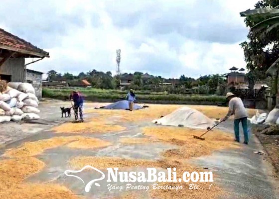 Nusabali.com - harga-beras-di-klungkung-rp-15000kg