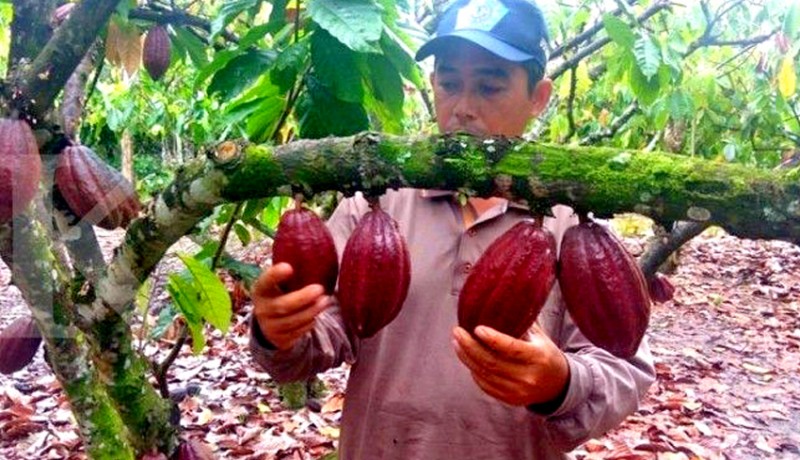 www.nusabali.com-impor-masih-tinggi-pemerintah-didesak-tingkatkan-produksi-kakao-lokal