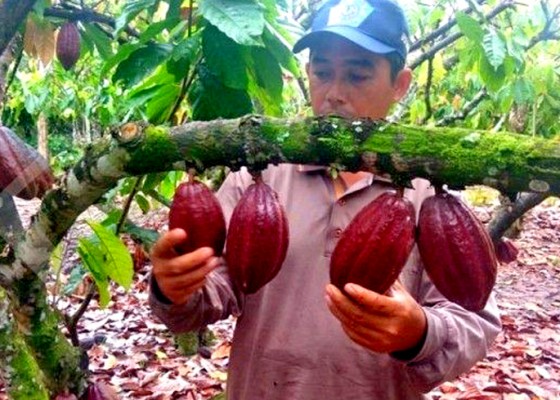 Nusabali.com - impor-masih-tinggi-pemerintah-didesak-tingkatkan-produksi-kakao-lokal
