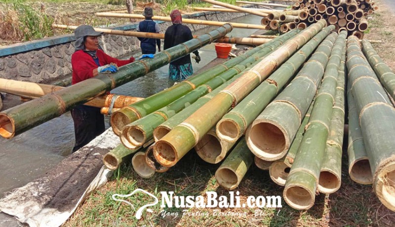 www.nusabali.com-bambu-petung-laris-manis-di-luar-negeri