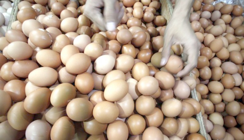 www.nusabali.com-peternak-ingin-harga-acuan-telur-naik
