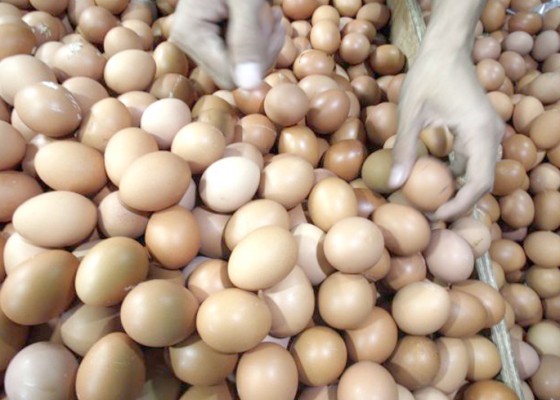 Nusabali.com - peternak-ingin-harga-acuan-telur-naik