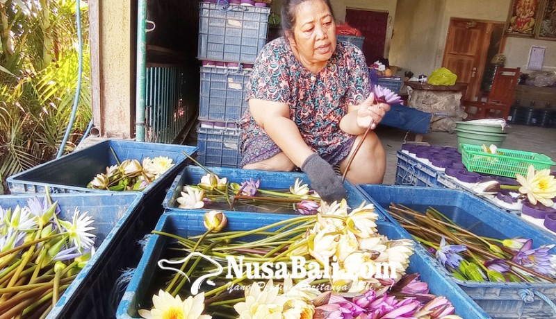 www.nusabali.com-bunga-teratai-patemon-dari-ekspor-ke-pasar-lokal
