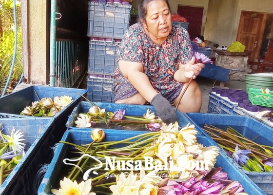 Nusabali.com - bunga-teratai-patemon-dari-ekspor-ke-pasar-lokal
