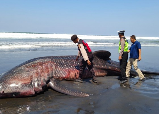 Nusabali.com - hiu-paus-sepanjang-75-meter-terdampar-di-pantai-pekutatan
