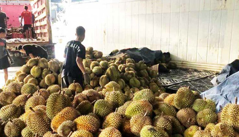 www.nusabali.com-musim-panen-durian-mulai-dieskpor-ke-china