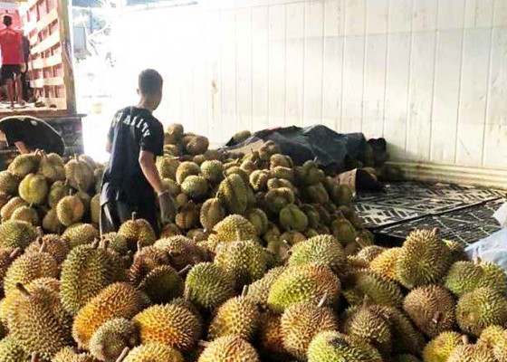 Nusabali.com - musim-panen-durian-mulai-dieskpor-ke-china