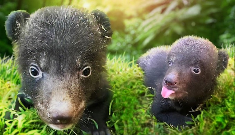 www.nusabali.com-perkenalkan-liu-dan-liam-dua-bayi-beruang-hitam-himalaya-di-the-amazing-taman-safari-bali