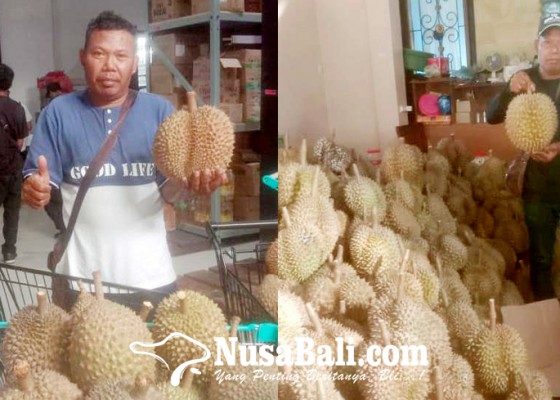 Nusabali.com - legit-bisnis-durian