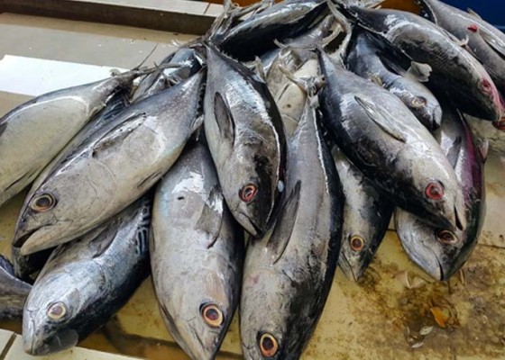 Nusabali.com - jepang-terbesar-serap-tuna-bali